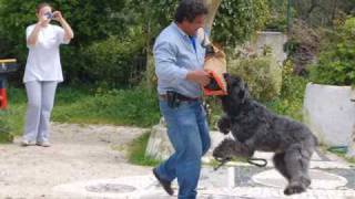 Nobel  quotThe Great Bouvier des Flandresquot [upl. by Anoo]