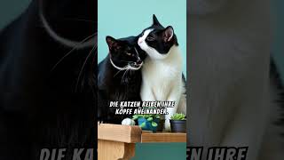 Die süßesten Kuschelkatzen 🐱💤 Pure Liebe amp Flausch garantiert facts [upl. by Edaw]