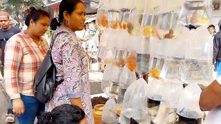 04022024 galiff street fish price update  galiff street new video  India  part 1 [upl. by Calli]