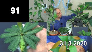 Exotische Pflanzen Vielfalt in der Anzucht und Pflege auch Bonsai Indoor [upl. by Zurkow113]