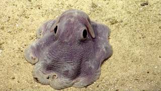 Dumbo Octopus in Action  Nautilus Live [upl. by Loveridge]