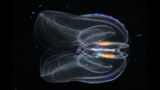 Facts The Warty Comb Jelly Sea Walnut [upl. by Raoul]