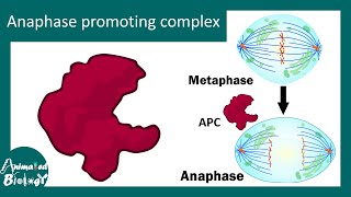 Anaphase Promoting Complex in cell cycle regulation [upl. by Harley147]