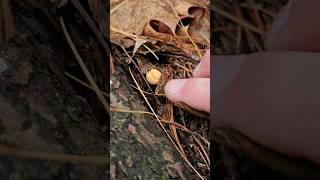 First Chanterelle Pins of 2024 in Hallowell Maine [upl. by Ycam805]