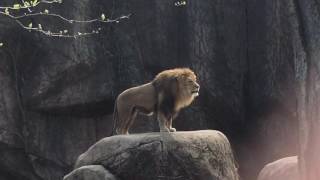 Epic Lion Roar at Lincoln Park Zoo [upl. by Gladi]