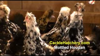 Mottled Houdan Chicken Breed Breeder Flock  Cackle Hatchery [upl. by Curley387]