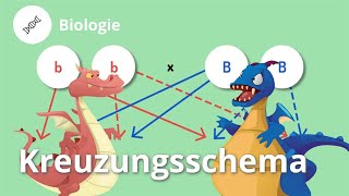 Kreuzungsschema Drachenzüchtung leicht gemacht – Biologie  Duden Learnattack [upl. by Ahsien]