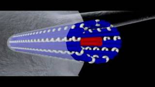 Cytoskeleton Microtubules  Cell Biology [upl. by Conlon927]