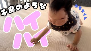 【よちよちハイハイ】新しいお部屋に、おもちくんの反応やいかに？【1歳8ヶ月】 [upl. by Tommi]