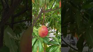 Low Hanging Fruit Thailand huahin thailand thaifood [upl. by Nawaj]