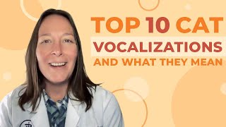 Top 10 Most Common Cat Vocalizations and What They Mean [upl. by Inavoy913]