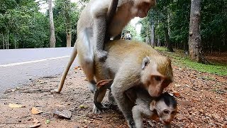 Poor Baby Very Scared Of Fighting Daily Monkeys Man 813 [upl. by Cullen]