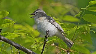 Vireo gilvus WARBLING VIREOS singing feeding 9087173 [upl. by Barram230]