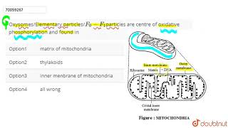 OxysomesElementary particlesF0F1 particles are centre of oxidative phosphorylation [upl. by Neelac176]