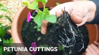 Success growing Petunias from cuttingsHow to grow Petunias from cuttings easily and successfully [upl. by Dyson]