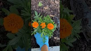 Flowers that keep your veggies healthy gardening [upl. by Sadoc]