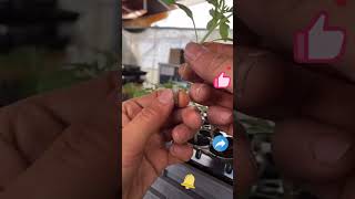 Tomato seedling grafting process [upl. by Olram]