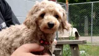 Paris Toy Poodle for Adoption [upl. by Trab]