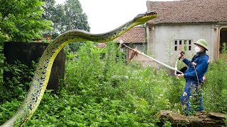 EMERGENCY  A venomous cobra appeared in the abandoned house while we were cleaning  It escaped [upl. by Veljkov]