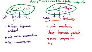 CCEA GCSE Biology Unit 2 Osmosis and plant transport 5 transpiration experiments [upl. by Nida797]