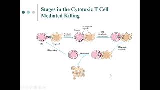 Immunology Lecture Series 38 Activation of CD8 T cell NK cell and ADCC response [upl. by Giulia]