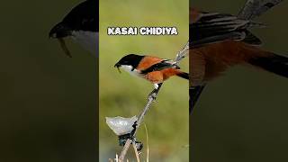 ये है कसाई चिड़ियों 🐦  This Is Shrike Bird [upl. by Nabalas752]