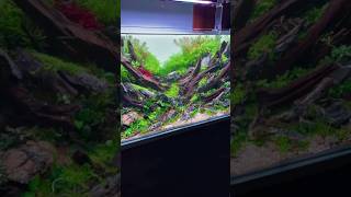 planted aquarium setup aquarium feeds [upl. by Yelah452]