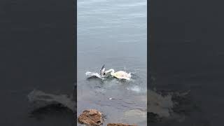 Swan attacks bird near its chicks in Toronto Canada [upl. by Lissa491]