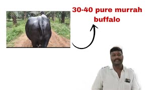 abbu diary farmsale buffalo [upl. by Friedman]