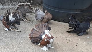 American fantail pigeon chicks at kerala Bird eye [upl. by Kenley]