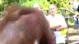 Orangutan mingles with tourists at Sepilok Park Borneo Malaysia Orangutan encounter [upl. by Stedman]