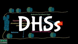 DNase 1 Hypersensitive Sites  DHSs  DNase Seq [upl. by Dloraj]