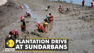 Plantation drive in Sundarbans  India  Go Green  Save Sundarbans  Mangrove Trees  World News [upl. by Clorinda]