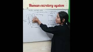 How to draw human excretory system Diagram easily step by step subscribe for more videos [upl. by Opiak696]