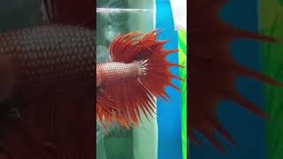 Red CrownTail Betta Fish [upl. by Treble339]