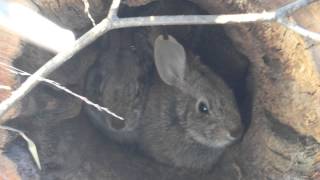 New England cottontails [upl. by Yarazed668]