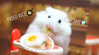 making EGG FRIED RICE for hamsters🍳｜hamster restaurant [upl. by Chee992]