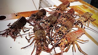 How To Catch Spiny Lobster in California [upl. by Chelton]