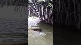 First time visit pichavaram mangrove forest chidambaram shortsvideo [upl. by Intyrb]