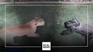 Caught on camera Dog survives mountain lion attack in La Verne [upl. by Icrad715]