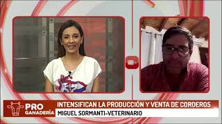 Intensifican producción y venta de corderos [upl. by Abeu]