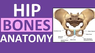 Pelvis Hip Bones Anatomy Os Coxae Pelvic Girdle  Ilium Ischium Pubis [upl. by Jarrow]