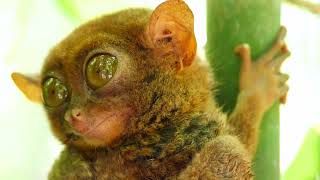 Adaptation In Tarsier Adaptation In Animals Science For Kids Science Adaptation Tarsiers [upl. by Estelle]