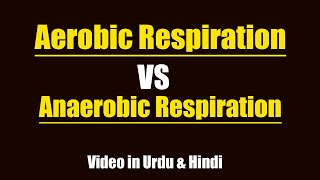 Difference Between Aerobic Respiration amp Anaerobic Respiration Urdu  Hindi [upl. by Perri]