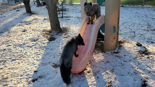 Foxes play on slide with their human [upl. by Edmonda]