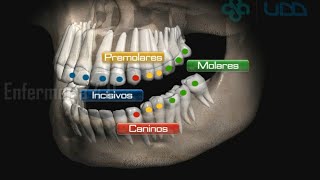 🌟ANATOMÍA DE LA CAVIDAD ORAL🌟 [upl. by Sidnala]