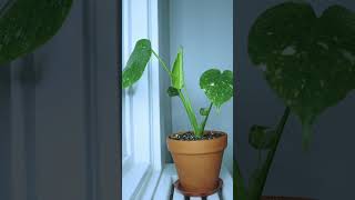 Monstera Deliciosa Variegata Thai Constellation Timelapse 🌱monstera variegatedmonstera [upl. by Adyaj495]