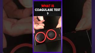 Coagulase Test  Clear explain [upl. by O'Neil200]