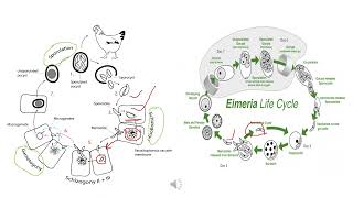 Eimeria [upl. by Yecak]