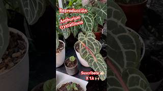 Anthurium crystallinum reproducción pronto video completo [upl. by Steffy]